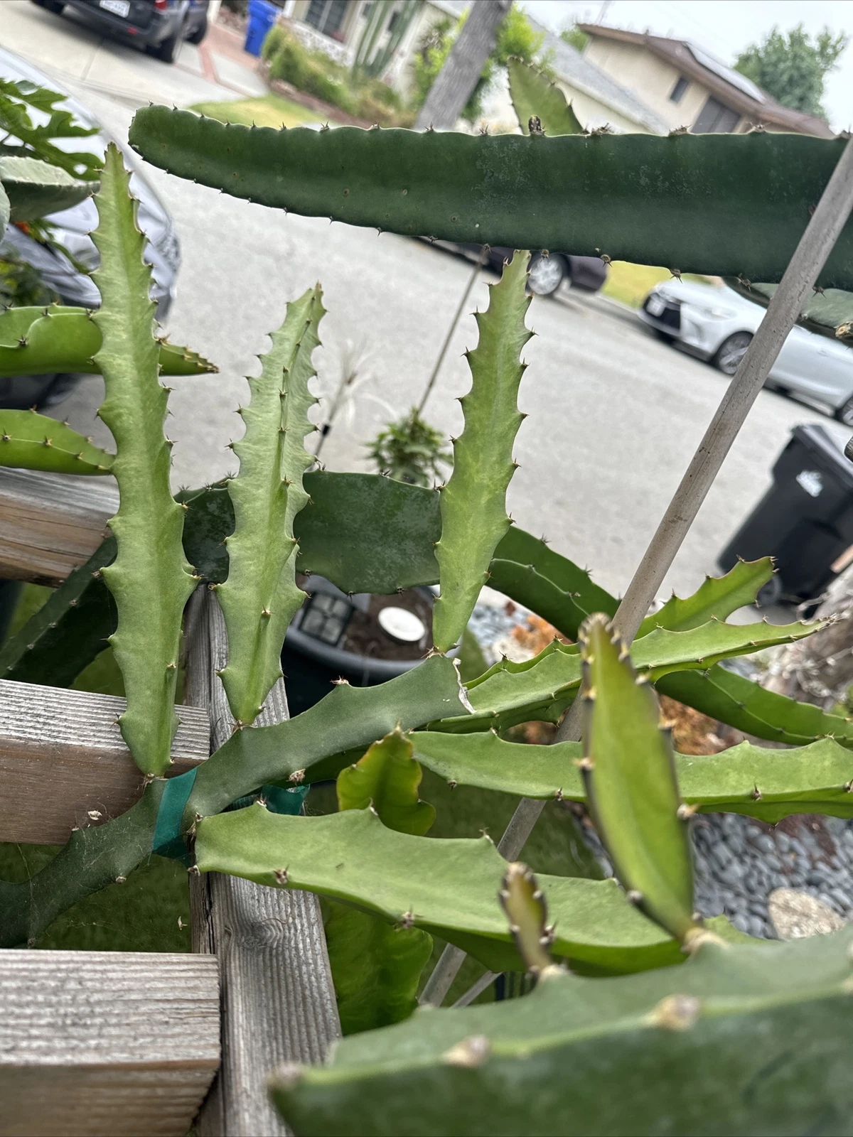 Desert King Dragon Fruit – 1 Live 8–12” Pitaya Cutting, Vigorous Climbing Cactus Variety for Trellis & Warm-Climate Gardens
