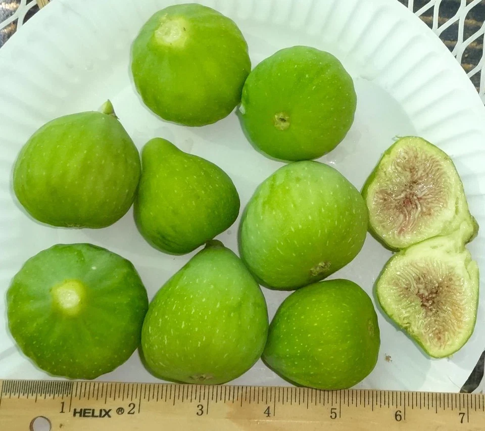 Desert King Fig Tree Cuttings – 3 Live Yellow Fig Cuttings, Ficus carica for Propagation Zones 5–9