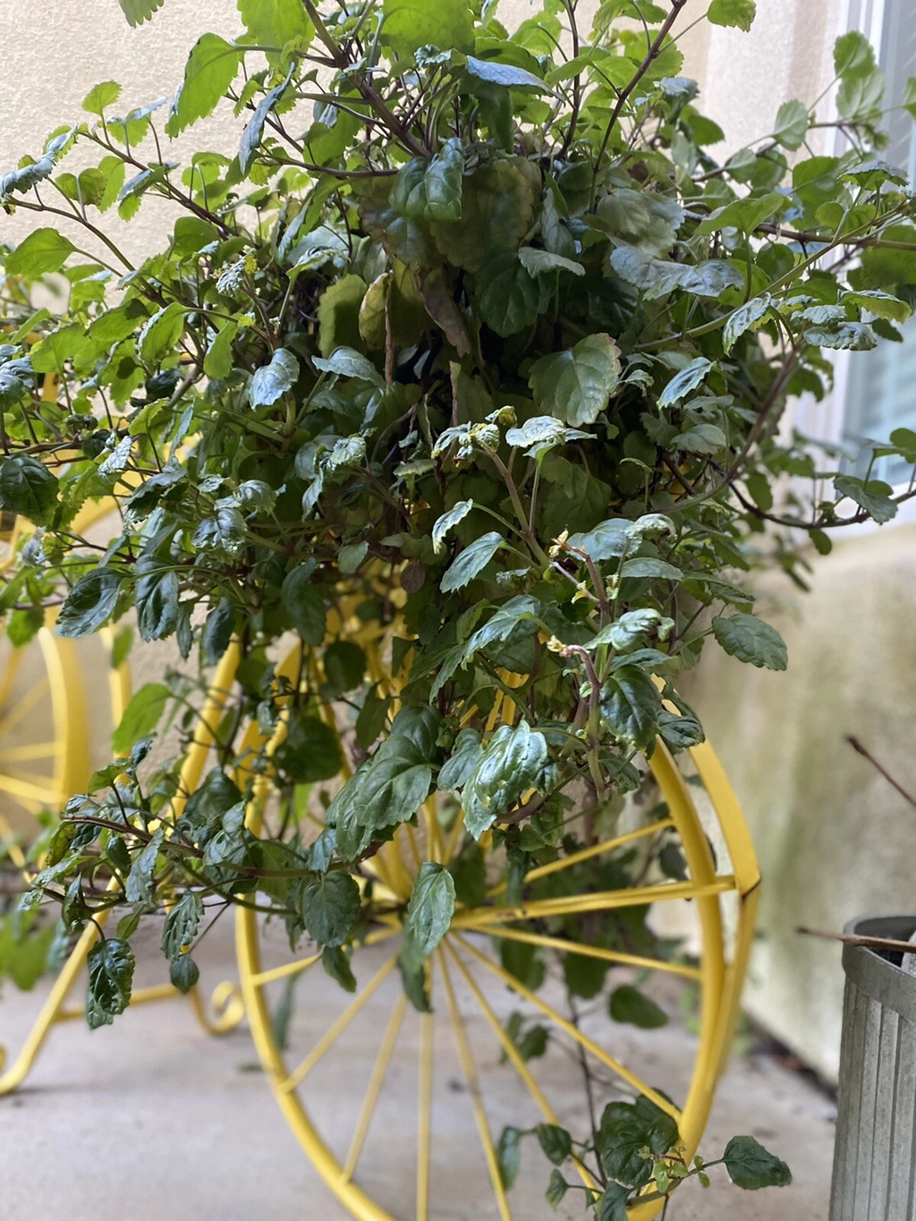 Swedish Ivy Cuttings for Planting – 10 Fresh Plectranthus verticillatus Cuttings, Trailing Indoor Houseplant