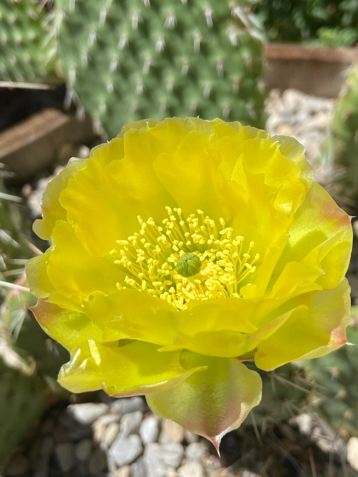 Plains Prickly Pear Chartreuse Cactus Cutting Opuntia polyacantha, Cold Hardy Cactus for Planting