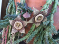 Orbea variegata “Starfish” – 3 Live 3–4” Succulent Cuttings, Easy-Rooting Stapeliad for Pots, Rock Gardens & Rare Plant Collections