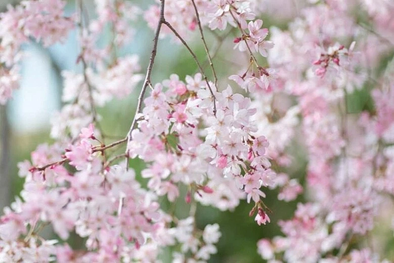 Japanese Flowering Cherry Unrooted Cuttings – 12 Prunus serrulata Tree Cuttings for Rooting and Propagation