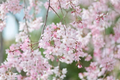 Japanese Flowering Cherry Unrooted Cuttings – 12 Prunus serrulata Tree Cuttings for Rooting and Propagation