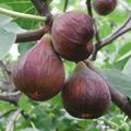 Fig Tree Cutting Live Plant for Planting – 10 Inch Unrooted Ficus carica Fruit Tree Cutting