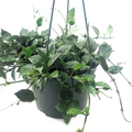 Hoya Krohniana Eskimo Live House Plant – Silver Variegated Vine, 6 Inch Potted Indoor Plant