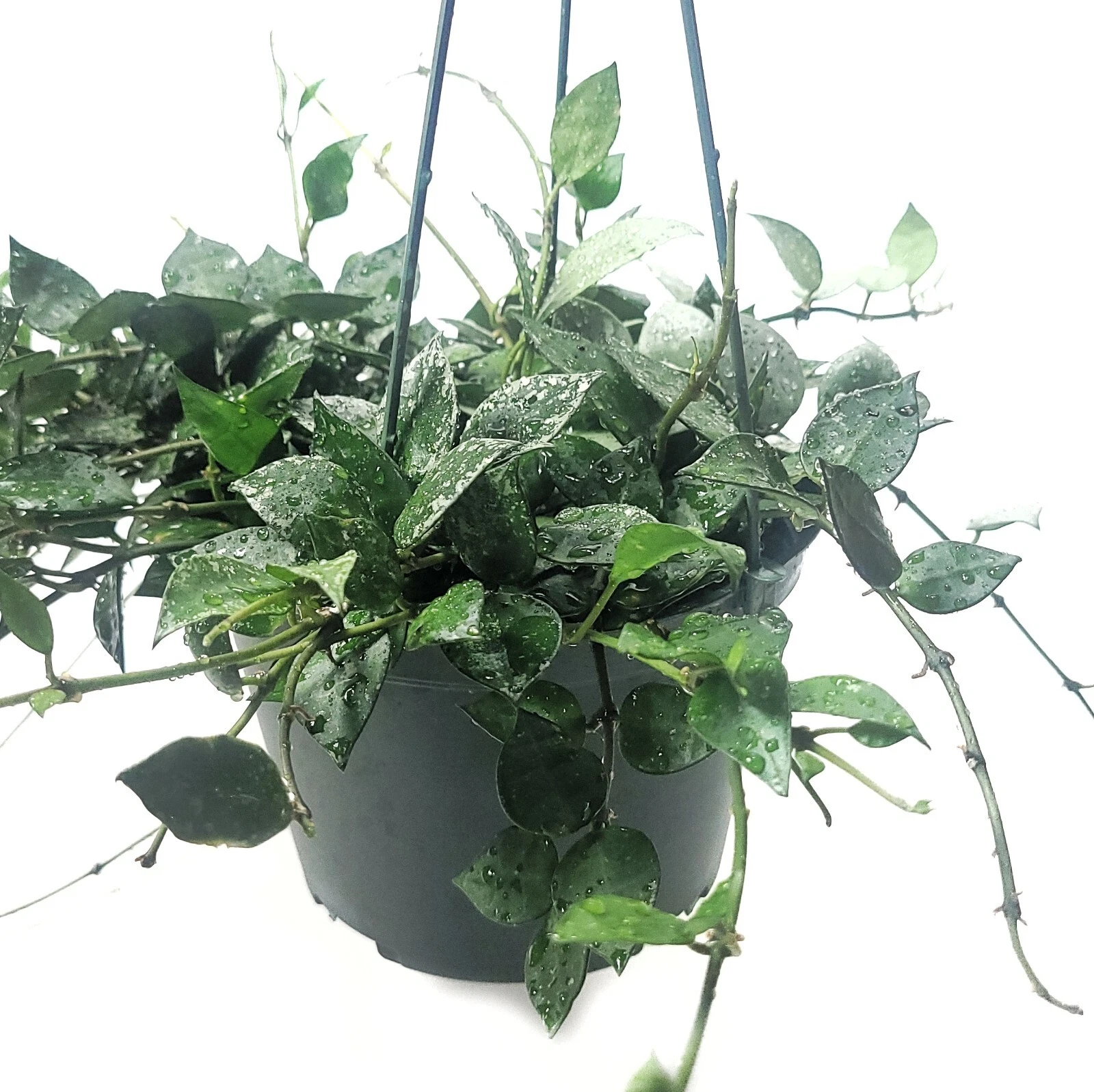 Hoya Krohniana Eskimo Live House Plant – Silver Variegated Vine, 6 Inch Potted Indoor Plant