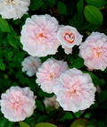 Cecile Brunner Antique Rose Cuttings – 8 Premium Rosa ‘Cécile Brünner’ Stems to Start Rose Bushes