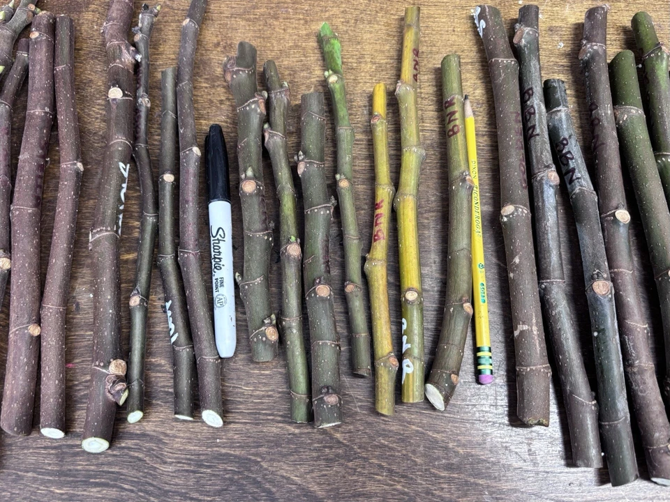 Malta Black Berry Fig Cuttings – Unrooted Fig Tree Cuttings for Planting, Ficus Carica Variety
