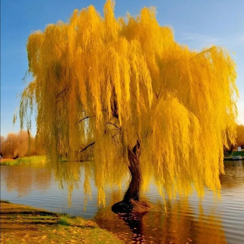 Gold Weeping Willow Tree Cuttings – 5 Unrooted Pieces – Suitable for Bonsai or Garden Growing