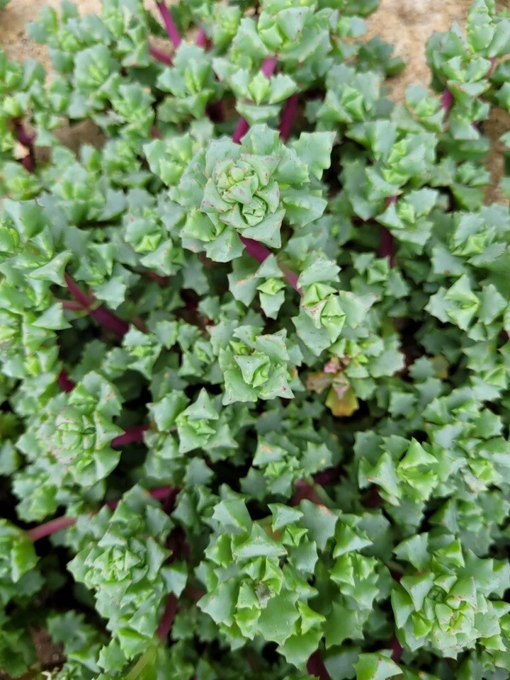 Pink Ice Plant Cuttings – 5 Oscularia Lampranthus Deltoides Stems for Rooting – Hardy Succulent Starter