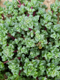 Pink Ice Plant Cuttings – 5 Oscularia Lampranthus Deltoides Stems for Rooting – Hardy Succulent Starter