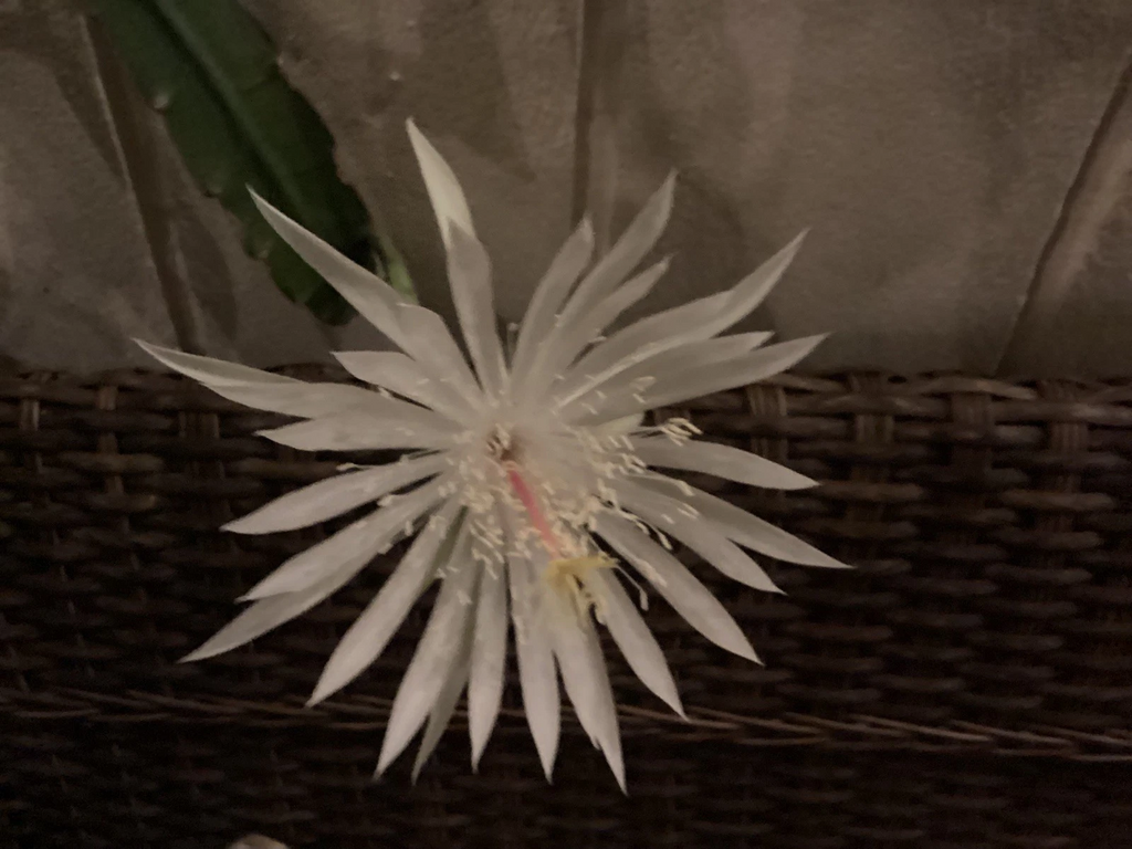Epiphyllum Oxypetalum Live Plants – 4 Rooted Queen of the Night Orchid Cactus for Indoor or Container Growing
