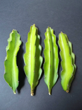 Hylocereus Undatus Grafting Stock Cuttings – 5 Pereskiopsis Cactus Stems for Grafted Cacti Propagation