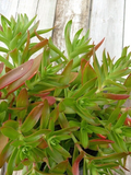 3 Crassula Campfire Cuttings – Crassula capitella Succulent Stems, Bright Red-Green Leaves, Live Unrooted Cuttings