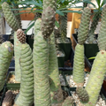 3 Tephrocactus Articulatus Cuttings – Pinecone Cactus Segments, Live Succulent Starts Ready to Root