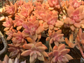 Graptosedum California Sunset – 4 Fresh 2–3" Succulent Cuttings, Peach Rosettes for Easy Propagation