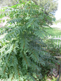 Katuk Star Gooseberry – 7 Fresh Unrooted Sauropus androgynus Cuttings, Sweet Leaf Plant Starts for Rooting & Home Gardens