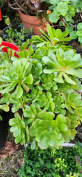 Aeonium Arboreum Succulent Cuttings for Planting – 2 Fresh Unrooted Aeonium Rosette Stems