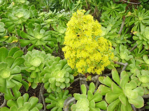 Aeonium arboreum ‘Green Rose’ Cuttings for Planting – 2 XXL Unrooted Succulent Rosettes, 15 cm (6 in) Diameter