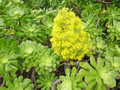Aeonium arboreum ‘Green Rose’ Cuttings for Planting – 2 XXL Unrooted Succulent Rosettes, 15 cm (6 in) Diameter