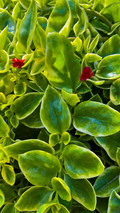 Variegated Baby Sun Rose ‘Red Apple’ Cuttings – 7+ Aptenia 4–6 Inch Unrooted Stems for Rooting and Propagation