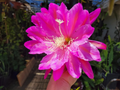 Epiphyllum ‘San Miguel’ – Unrooted Cuttings 8–10 Inches | Orchid Cactus Cuttings for Rooting and Growing