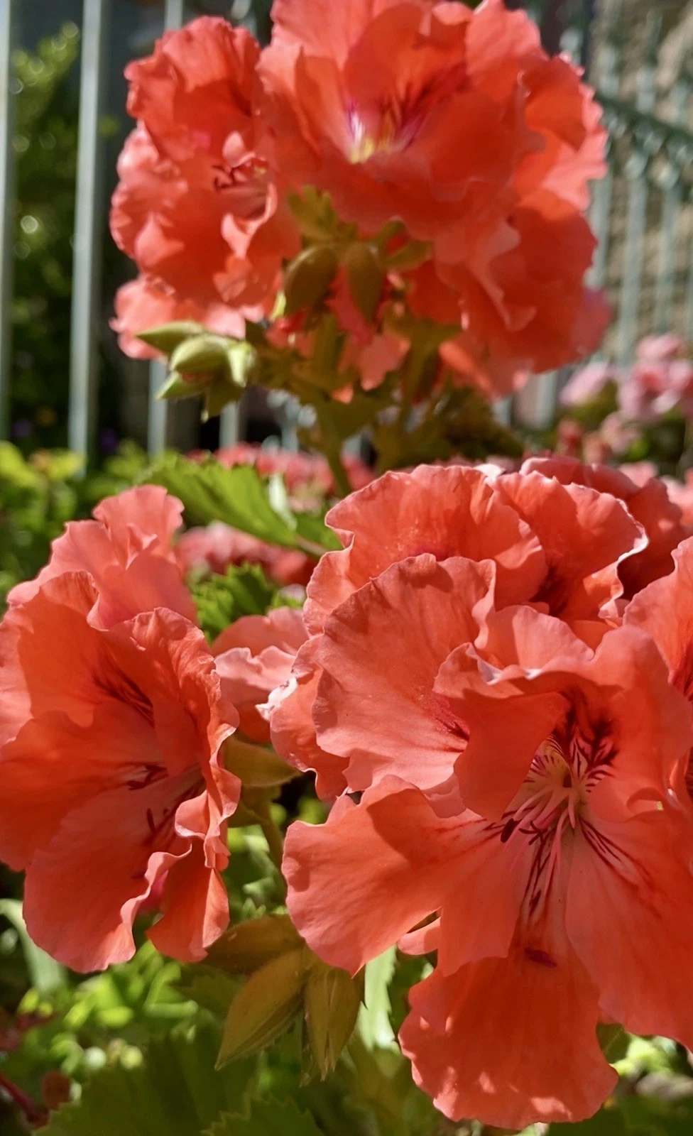 Double Red Orange Geranium Plants – 2 Rooted Pelargonium Starts with Healthy Growth