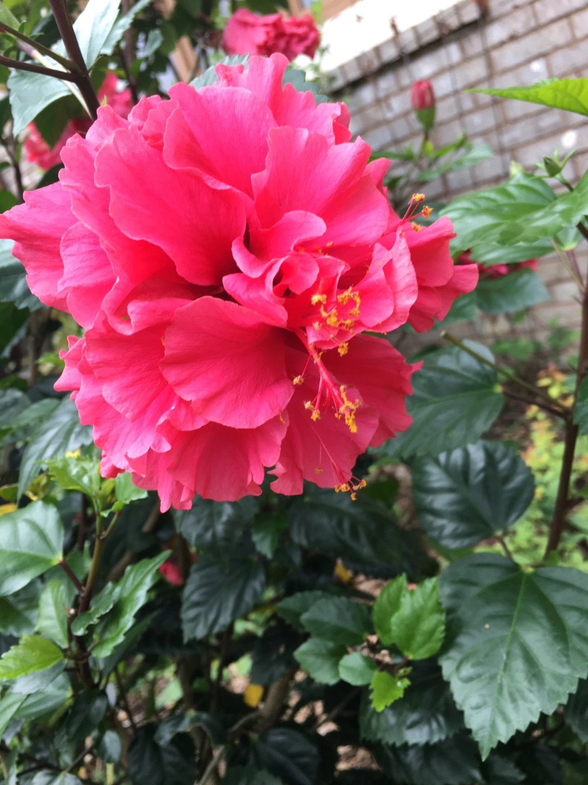 Tropical Hibiscus ‘Pride of Hankins’ Cuttings – 6+ Unrooted 5 Inch Stem Cuttings – Flowering Shrub Plant