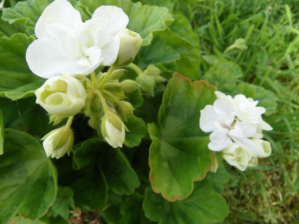 Pelargonium Zonal Geranium Americana White Cuttings for Planting – 5 Unrooted Stems 4–5 Inch