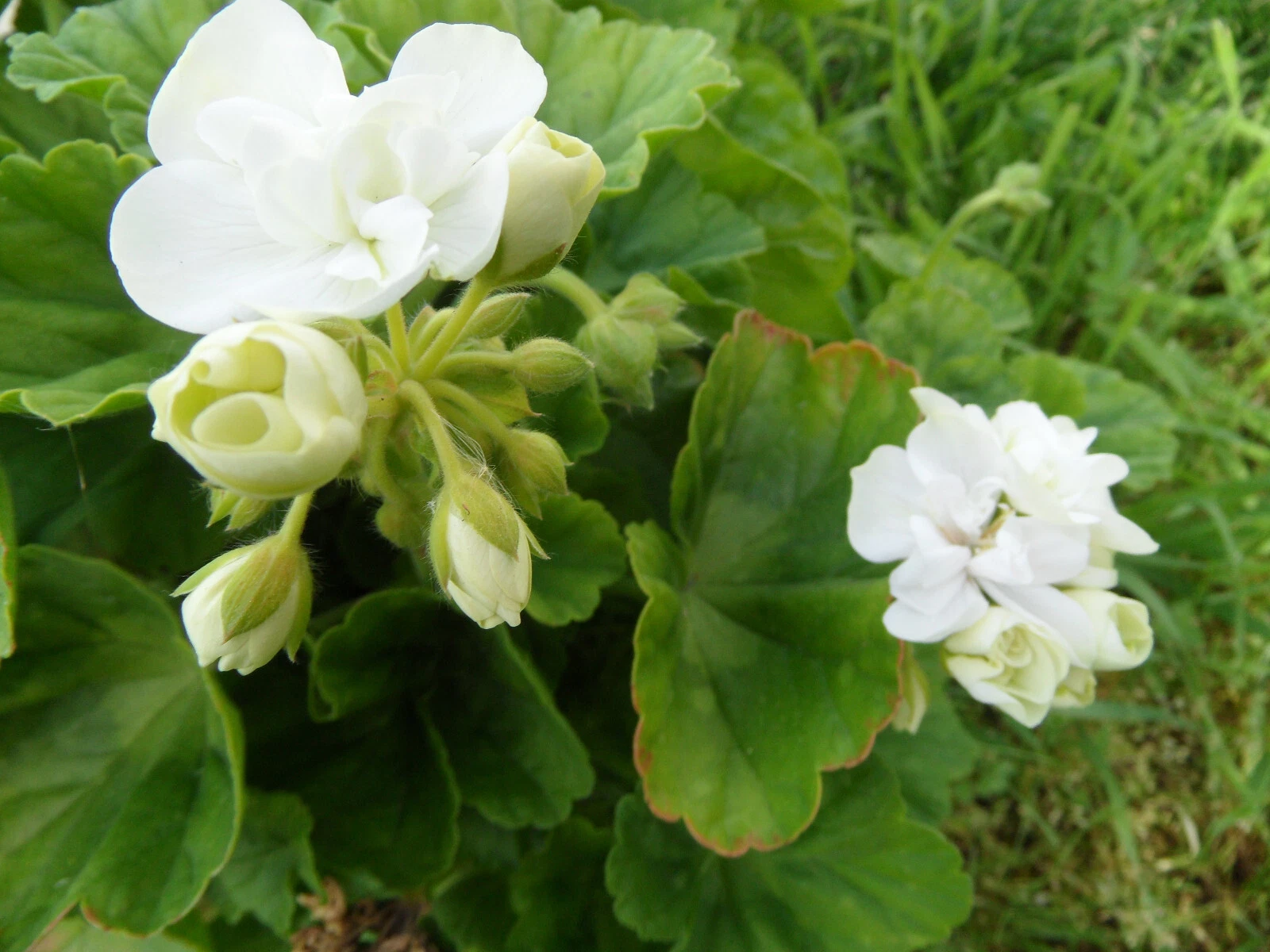 Pelargonium Zonal Geranium Americana White Cuttings for Planting – 5 Unrooted Stems 4–5 Inch