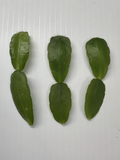 White Easter Cactus Cuttings – Rhipsalidopsis Hatiora – 3 Spring Bloom Segments for Rooting & Indoor Growing