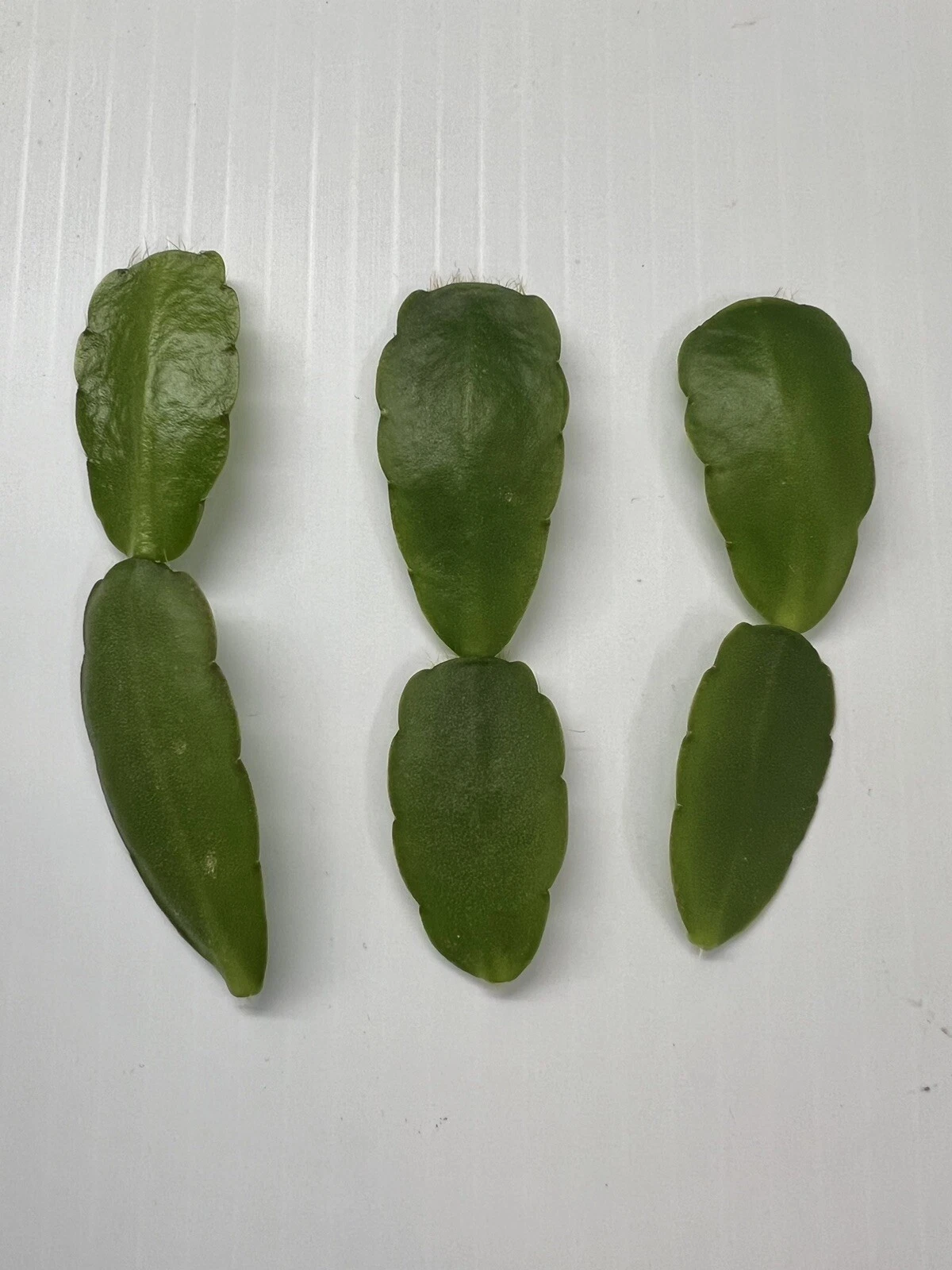 White Easter Cactus Cuttings – Rhipsalidopsis Hatiora – 3 Spring Bloom Segments for Rooting & Indoor Growing