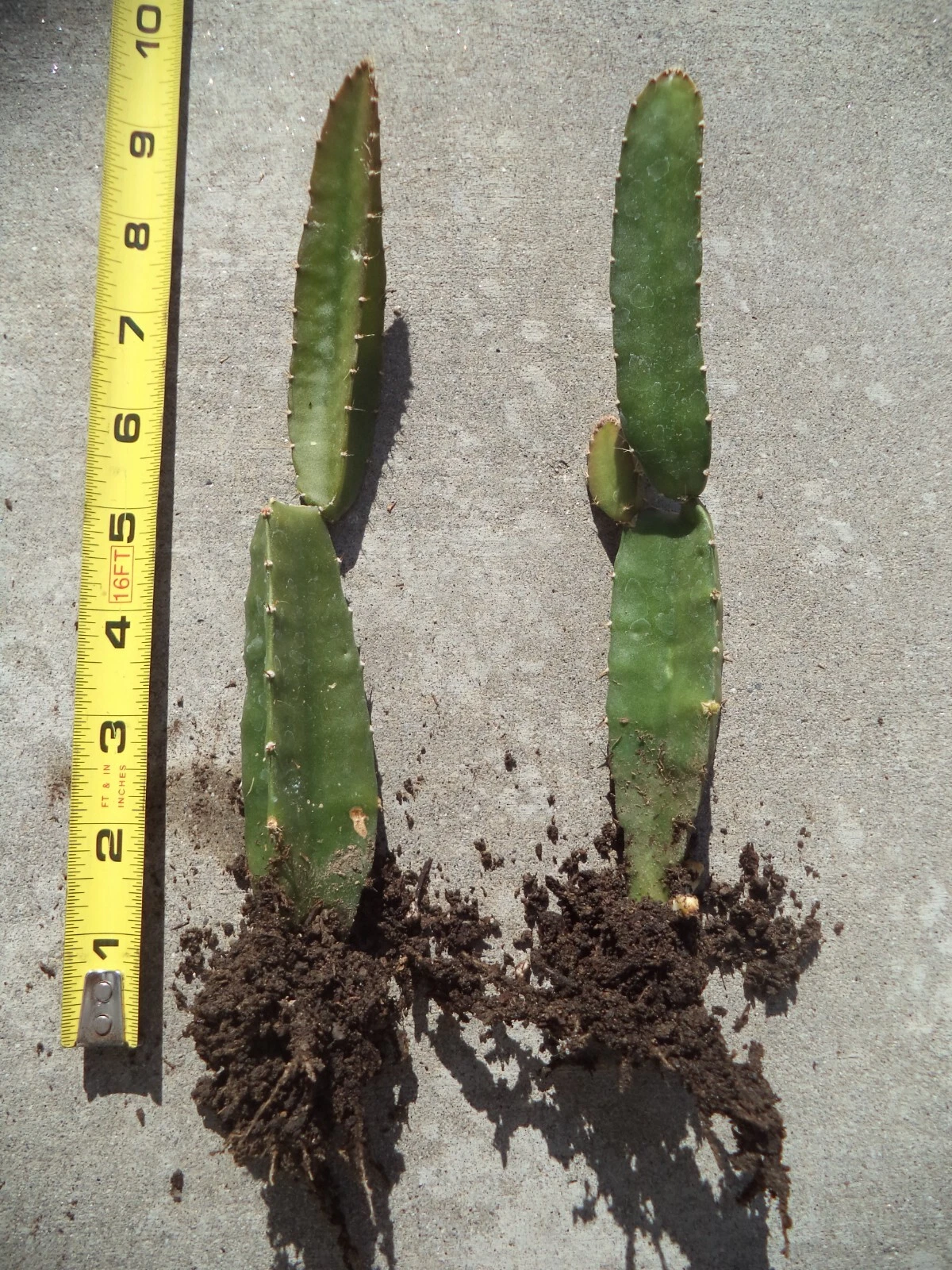 Yellow Dragon Fruit Palora – 1 Rooted & Sprouted Plant (8–10") Live Hylocereus megalanthus Starter