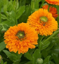Calendula Dandy Seeds – 1,000 Seeds – Calendula officinalis for Garden Beds, Borders, and Bright Seasonal Blooms
