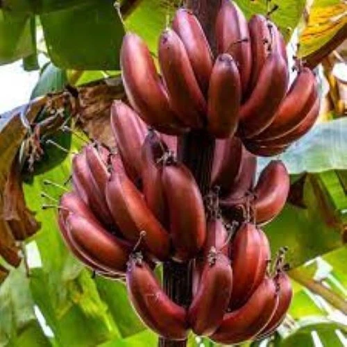 Bordelon Musa Banana Tree Starter Plant – Small Rooted Tropical Banana Plant for Garden or Container Growing