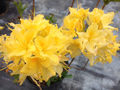 Lemon Lights Azalea Rhododendron Starter Plant – Small Live Hardy Shrub, Aromi Series