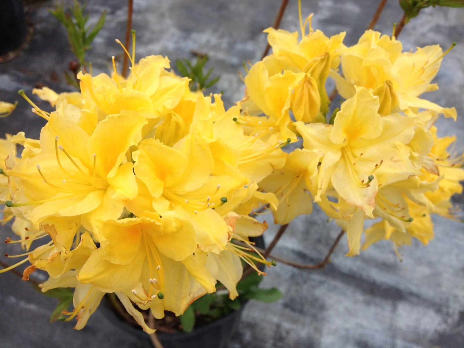 Lemon Lights Azalea Rhododendron Starter Plant – Small Live Hardy Shrub, Aromi Series