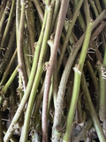 20 Rooted Sweet Potato Slips – Live Planting Vines Ready to Plant, Ipomoea batatas Starter Cuttings