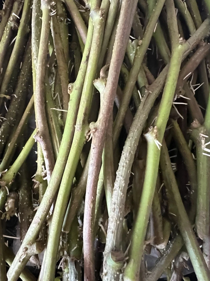20 Rooted Sweet Potato Slips – Live Planting Vines Ready to Plant, Ipomoea batatas Starter Cuttings