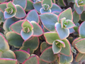 Crassula Calico Kitten Succulent Cuttings – 10 Variegated Marginalis Rubra Cuttings, Pink Green Trailing Plant