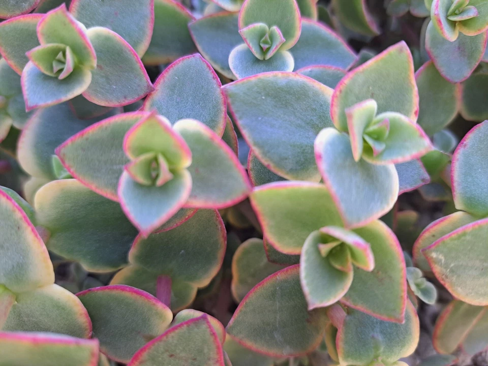 Crassula Calico Kitten Succulent Cuttings – 10 Variegated Marginalis Rubra Cuttings, Pink Green Trailing Plant