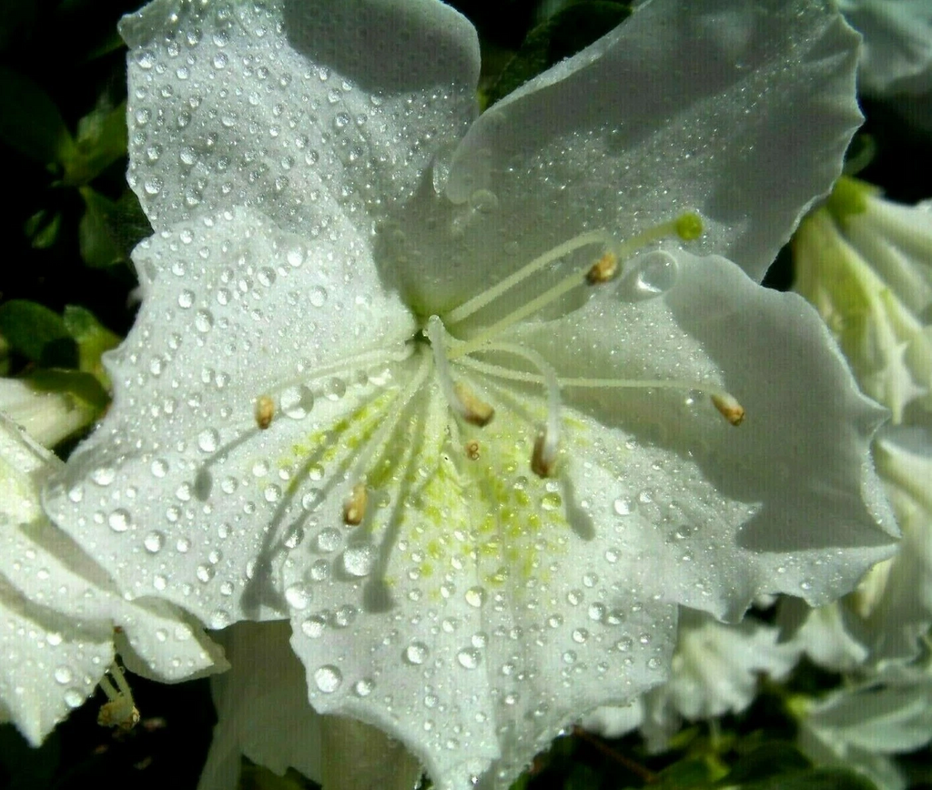 White Azalea Cuttings for Planting – 7 Unrooted Shrub Stems, Large White Flowering Azalea