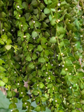 Dischidia ruscifolia Cutting – Million Hearts Plant, One Unrooted Vine Cutting for Propagation