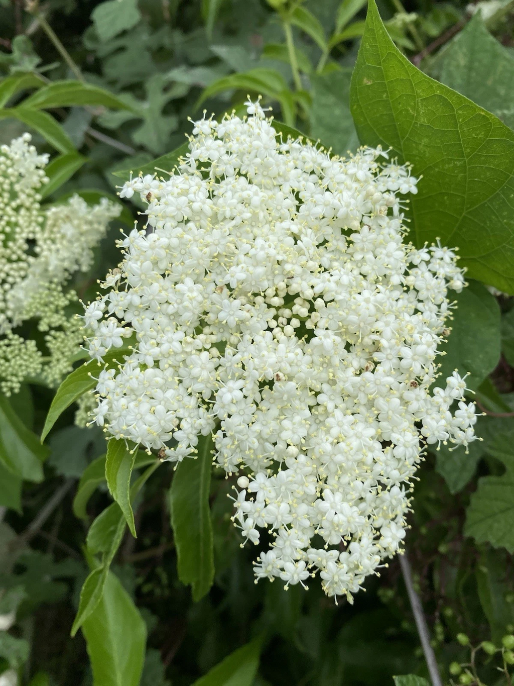 American Elderberry Cuttings – 6 Live Organic Sambucus canadensis Stems for Rooting – Wild Native Shrub Starter