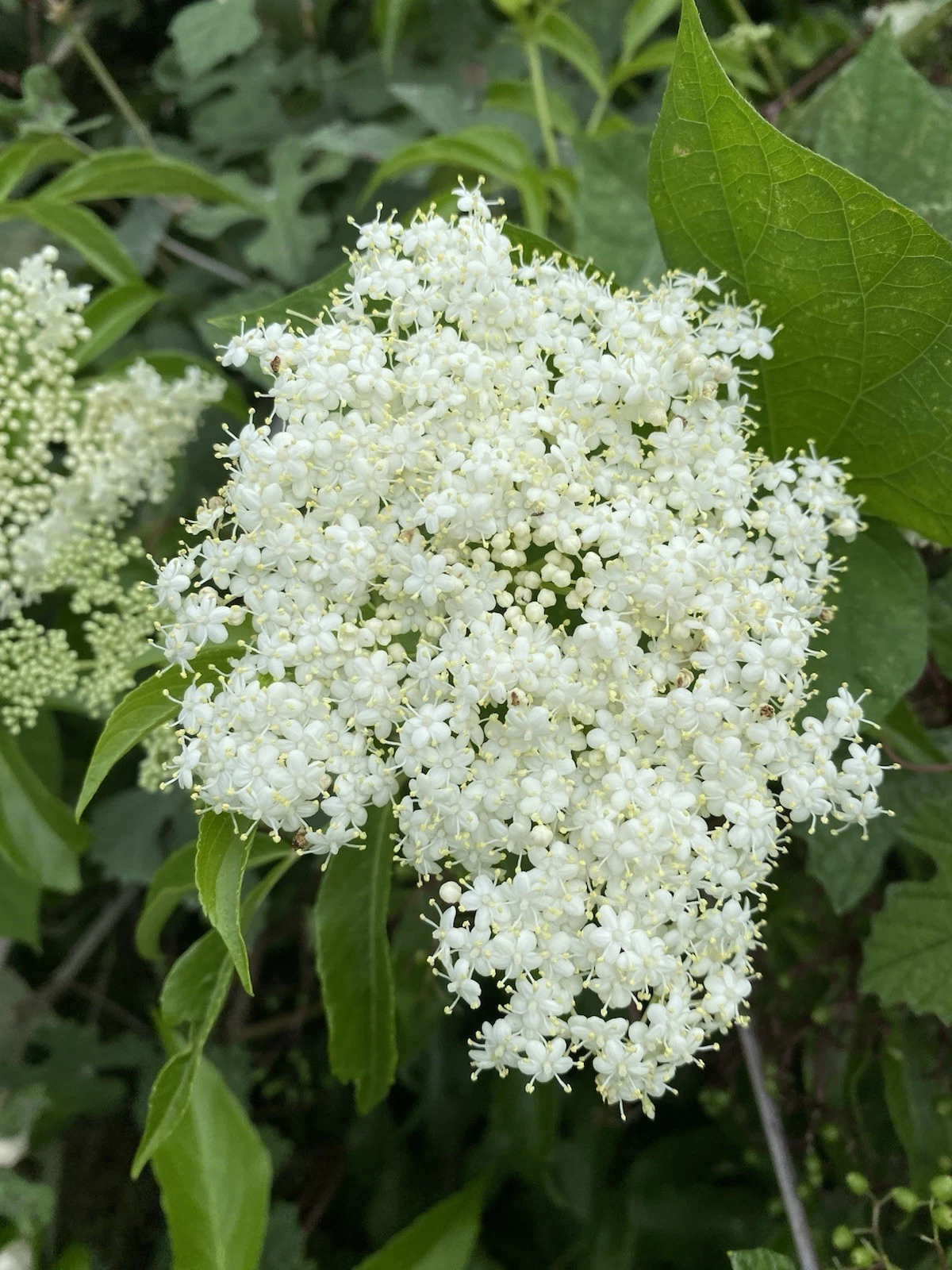 American Elderberry Cuttings – 6 Live Organic Sambucus canadensis Stems for Rooting – Wild Native Shrub Starter