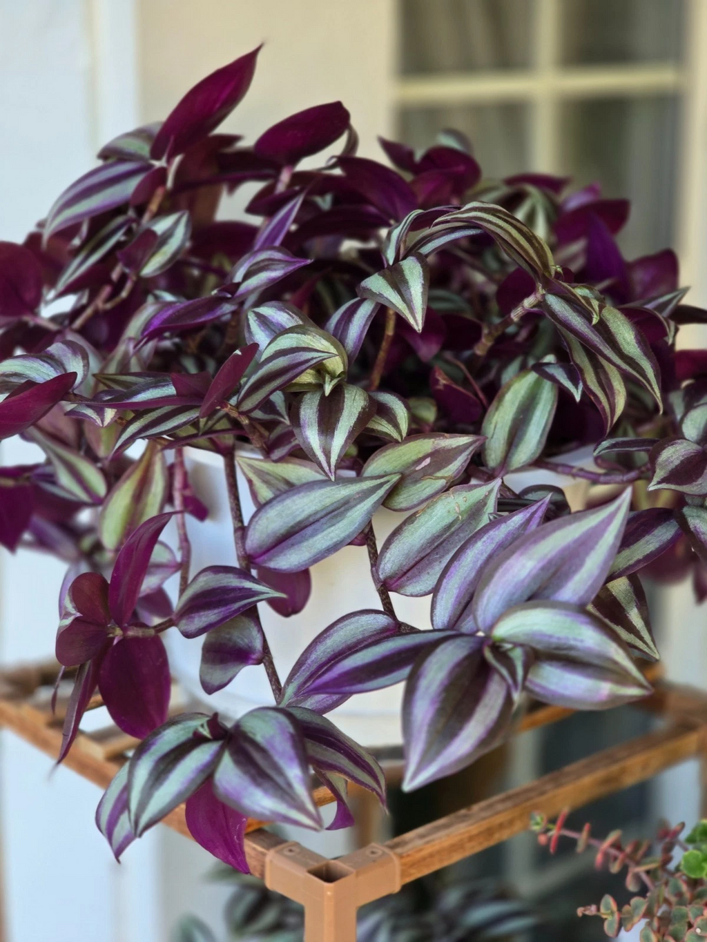 Tradescantia Zebrina Cuttings for Planting – Purple Wandering Jew, 12 Live Unrooted Stems, 4–6 Inch Cuttings