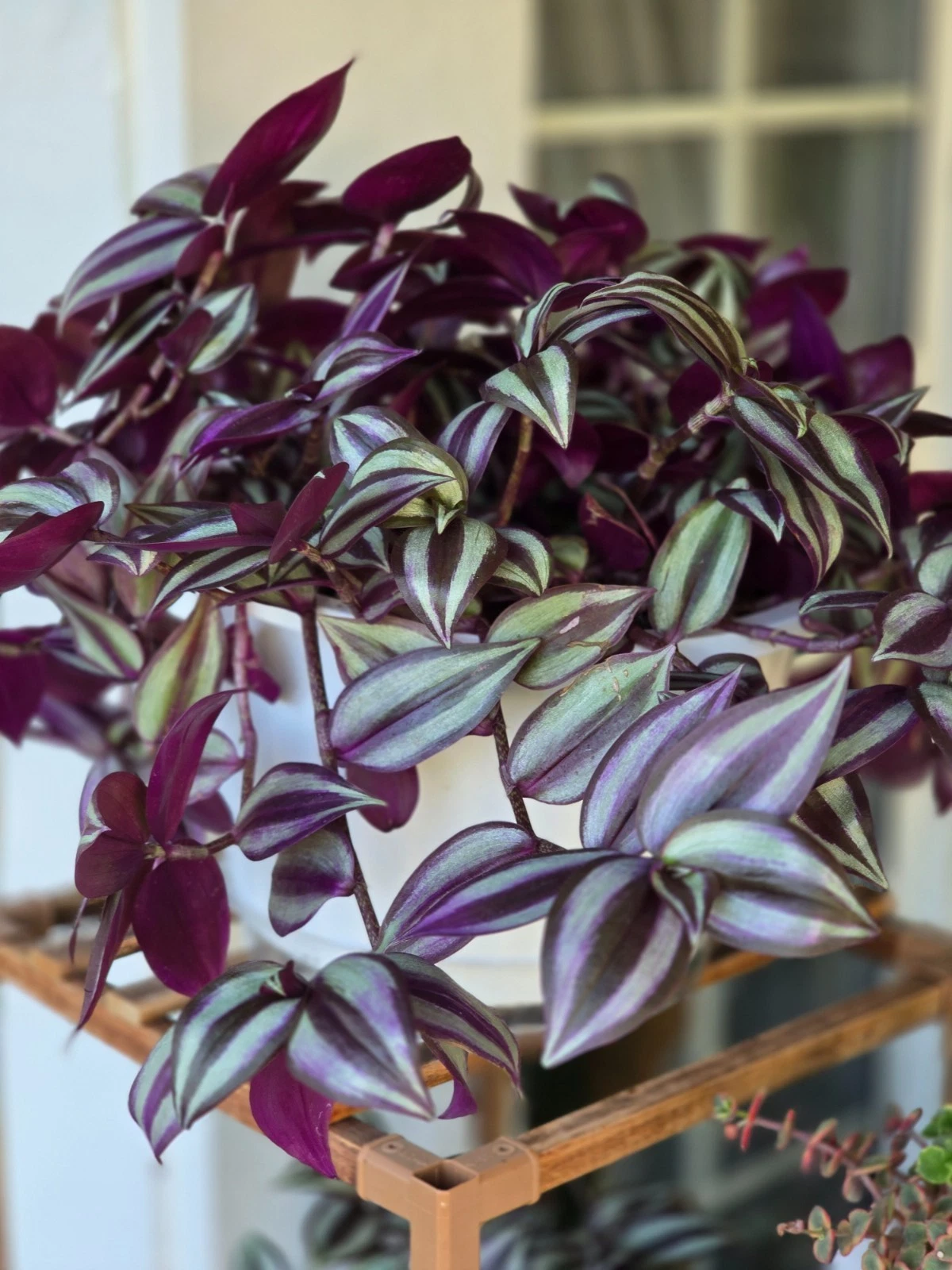 Tradescantia Zebrina Cuttings for Planting – Purple Wandering Jew, 12 Live Unrooted Stems, 4–6 Inch Cuttings