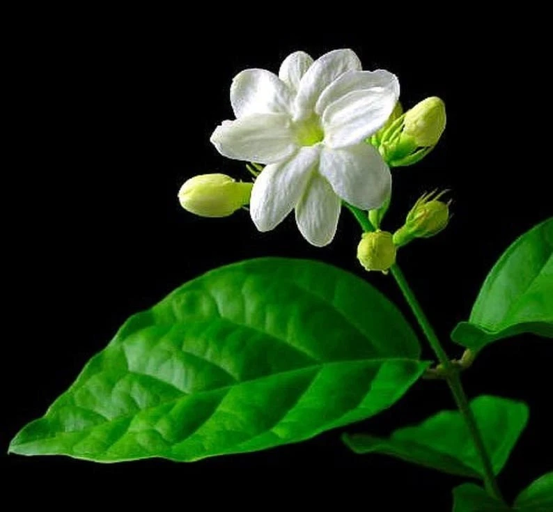 Night Blooming Jasmine Cuttings – 5 Live Cestrum nocturnum Stems, Fragrant Flowering Shrub for Planting
