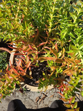 Crassula Campfire Cuttings – 4 Fresh 1–2" Stems | Crassula capitella Succulent | Bright Red-Green Foliage Starter