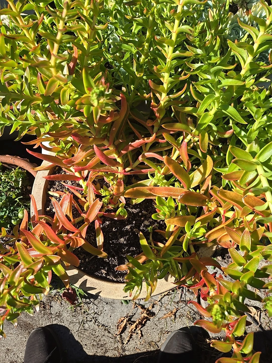 Crassula Campfire Cuttings – 4 Fresh 1–2" Stems | Crassula capitella Succulent | Bright Red-Green Foliage Starter